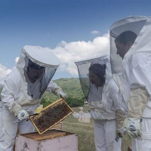 Υπεγράφησαν οι αποφάσεις για τη χρηματοδότηση των δράσεων του Τομεακού Μελισσοκομικού Προγράμματος, για το 2024