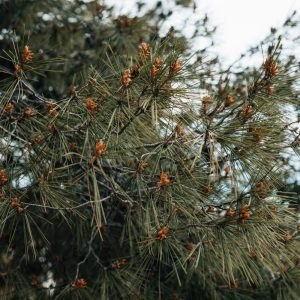 Δήμος Λαμιέων: Ξεκινούν οι ψεκασμοί για τις κάμπιες στα πεύκα