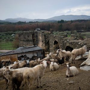 Ευλογιά προβάτων: Είναι ασφαλές το γάλα και το κρέας; -Τι απαντά το υπουργείο Αγροτικής Ανάπτυξης & Τροφίμων