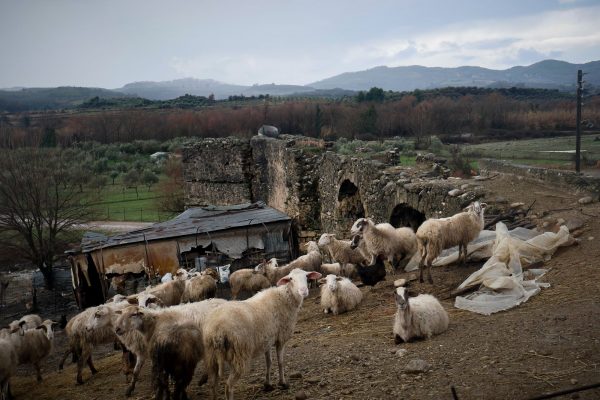 Ευλογιά προβάτων: Είναι ασφαλές το γάλα και το κρέας; -Τι απαντά το υπουργείο Αγροτικής Ανάπτυξης & Τροφίμων