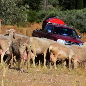 Ευλογιά των προβάτων: Εξετάζεται κλείσιμο των σφαγείων σε όλη τη χώρα για 10 μέρες