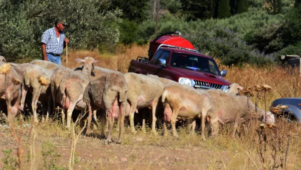 Ευλογιά των προβάτων: Εξετάζεται κλείσιμο των σφαγείων σε όλη τη χώρα για 10 μέρες