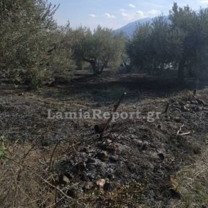 Λαμία: Με πρόστιμα την έβγαλαν οι υπαίτιοι των πυρκαγιών