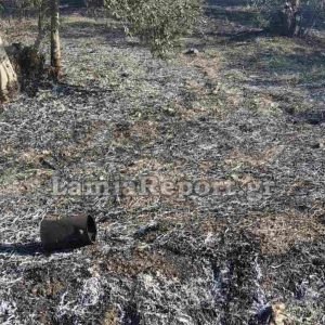 Λαμία: Σύλληψη και πρόστιμο για πυρκαγιά σε ελαιοπερίβολο (ΦΩΤΟ)