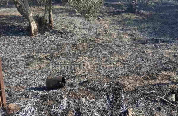 Λαμία: Σύλληψη και πρόστιμο για πυρκαγιά σε ελαιοπερίβολο (ΦΩΤΟ)