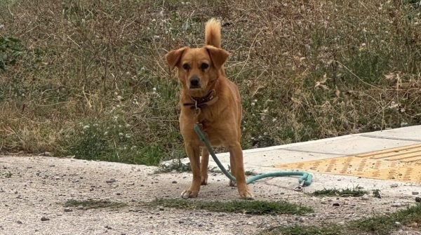 Μήπως ψάχνετε αυτόν τον σκυλάκο;