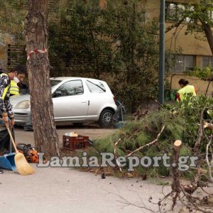 Δήμος Λαμιέων: Συνεχείς παρεμβάσεις από τις υπηρεσίες Πρασίνου και Καθαριότητας