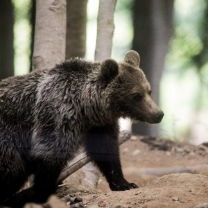 Δύο μικρά αρκουδάκια νεκρά πιθανότατα από εγκληματική ενέργεια στην Πέλλα