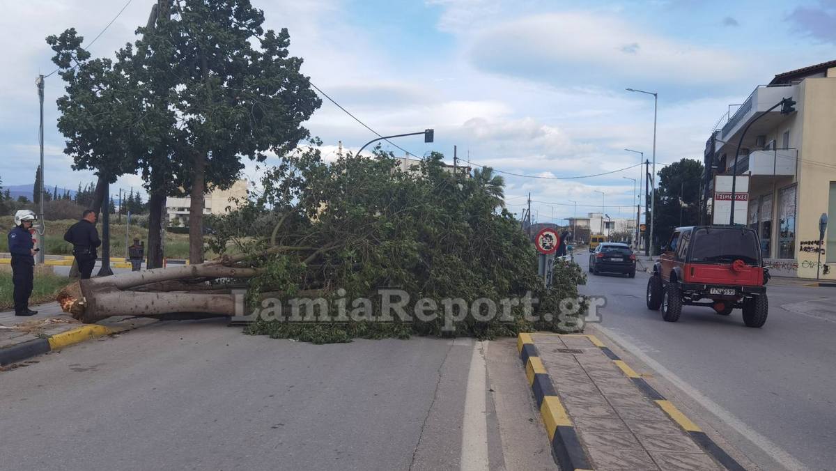 Λαμία: Έριξε δέντρο πάνω σε διερχόμενο αυτοκίνητο ο δυνατός αέρας - Από τύχη δεν υπήρξε τραυματισμός - ΒΙΝΤΕΟ