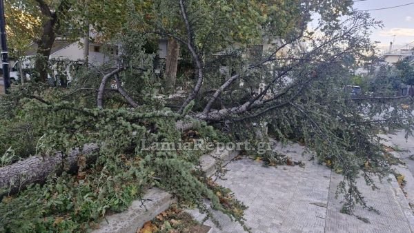 Λαμία: Έριξε δέντρα και ξήλωσε τέντες ο δυνατός αέρας (ΒΙΝΤΕΟ-ΦΩΤΟ)