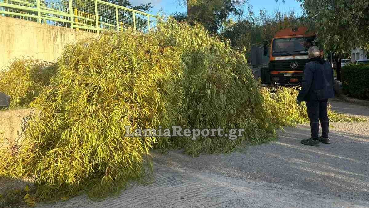 Λαμία: Άφησε πεσμένα δέντρα ο δυνατός αέρας