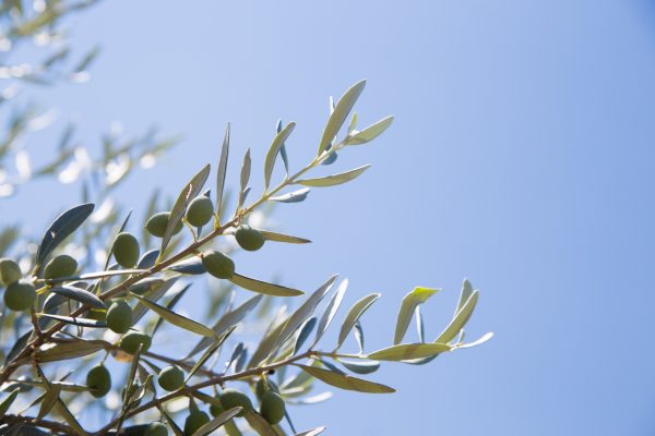 Πήγαν στα Χανιά για το λιομάζωμα αλλά ήταν καταζητούμενοι – Πέντε συλλήψεις σε χωριό της Κισσάμου