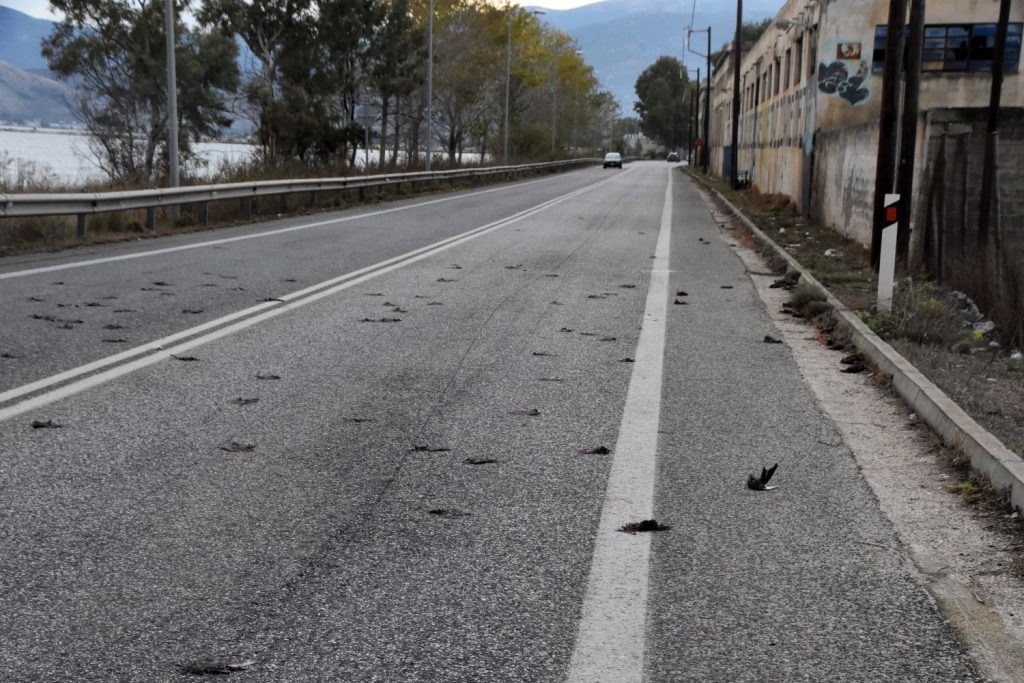 Δεκάδες νεκρά ψαρόνια στην παραλιακή Ναυπλίου – Νέας Κίου (ΦΩΤΟ-ΒΙΝΤΕΟ)