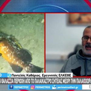 Νεκρά ψάρια στις θάλασσες της νοτίου Ελλάδος