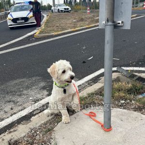 Λαμία: Τι απέγινε ο σκυλάκος από το θανατηφόρο τροχαίο στον κόμβο της Αγίας Μαρίνας - ΒΙΝΤΕΟ