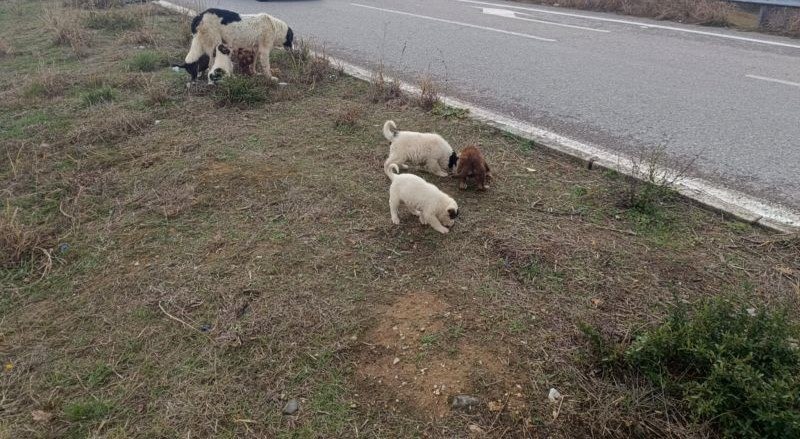 Έκκληση για υιοθεσία κουταβιών