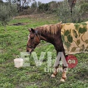 Άλογο έπεσε σε πηγάδι σε περιοχή της Εύβοιας