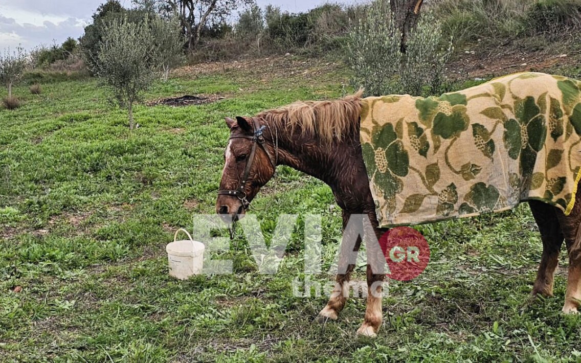 Άλογο έπεσε σε πηγάδι σε περιοχή της Εύβοιας