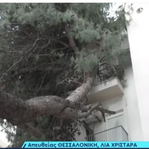 Θεσσαλονίκη: Δέντρο έπεσε σε μπαλκόνια πολυκατοικίας εξαιτίας της κακοκαιρίας Bora - Δείτε βίντεο