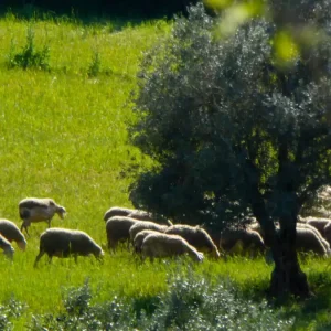 Πέταξαν νεκρά πρόβατα στον ποταμό Ξηριά στην περιοχή του Αλμυρού - Παρέμβαση Εισαγγελέα