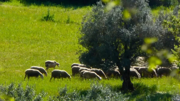 Πέταξαν νεκρά πρόβατα στον ποταμό Ξηριά στην περιοχή του Αλμυρού - Παρέμβαση Εισαγγελέα