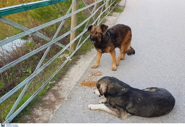 Σκυλιά που μεγάλωσαν κοντά στο Τσερνόμπιλ ανέπτυξαν υπερδυνάμεις