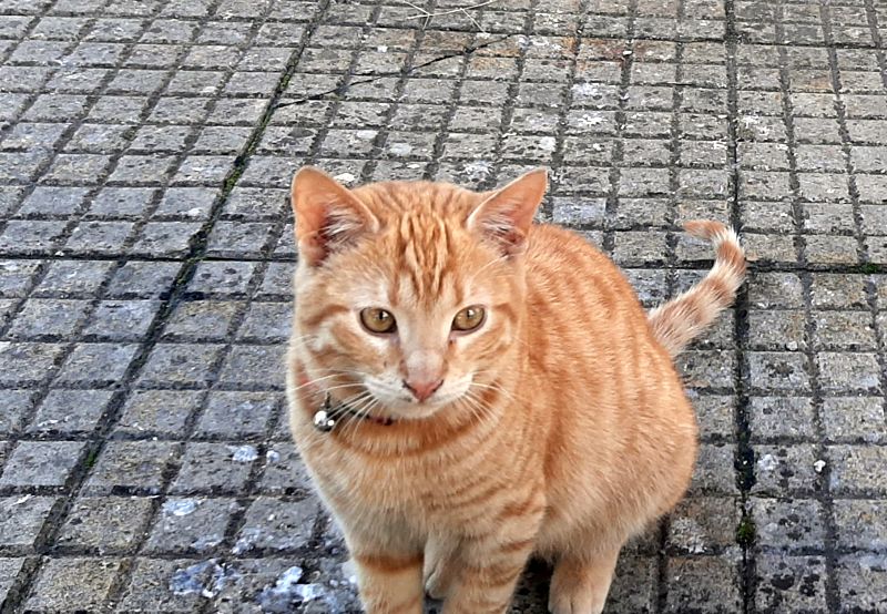 Ποιος θα υιοθετήσει αυτό το γατάκι;