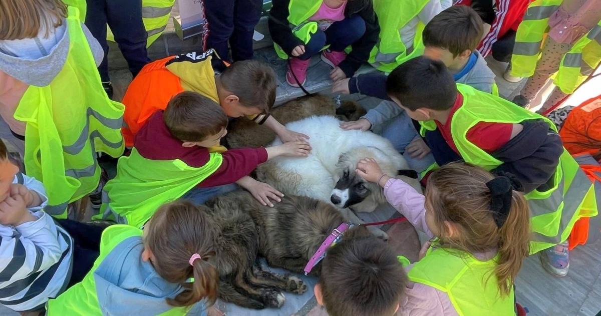 Δράσεις για τη στείρωση αδέσποτων σκύλων και γατών στο Δήμο Λαμιέων