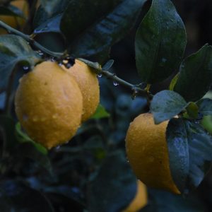 Έστειλε στην εντατική ηλικιωμένο επειδή του έκλεβε λεμόνια από την αυλή του