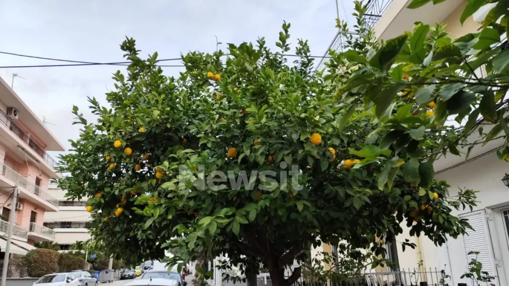 Ίλιον: «Το περιμέναμε» λένε γείτονες για τον 65χρονο που επιτέθηκε στον 80χρονο γιατί έκοψε λεμόνια από την αυλή του