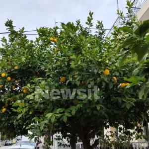 Ίλιον: «Το περιμέναμε» λένε γείτονες για τον 65χρονο που επιτέθηκε στον 80χρονο γιατί έκοψε λεμόνια από την αυλή του