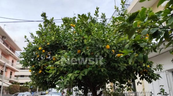 Ίλιον: Σε καταστολή στη ΜΕΘ με δύο αιματώματα στο κεφάλι ο 80χρονος που έκοψε τα λεμόνια