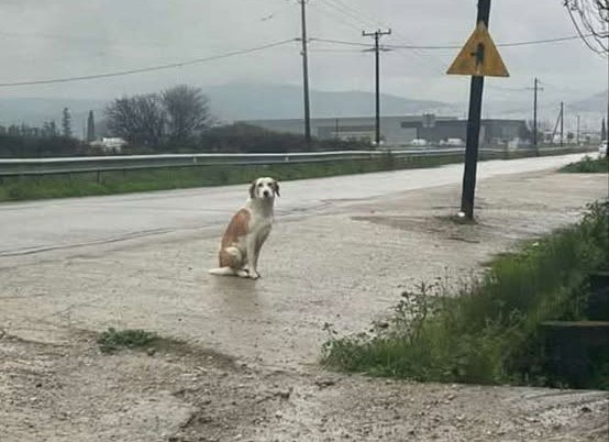 Μήπως ψάχνετε τον σκύλο της φωτογραφίας;