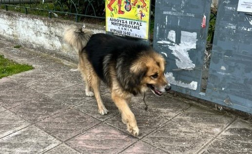 Έχει χαθεί το σκυλάκι της φωτογραφίας