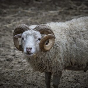 Τραγωδία στην Πρέβεζα: Κριάρι σκότωσε κτηνοτρόφο