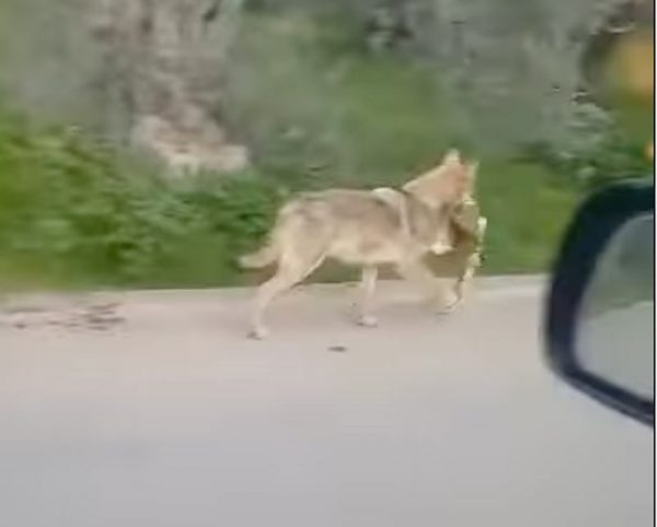 Λύκος περπατά στο δρόμο με το θήραμα στο στόμα χωρίς να ενοχλείται που τον παρακολουθούν (ΒΙΝΤΕΟ)