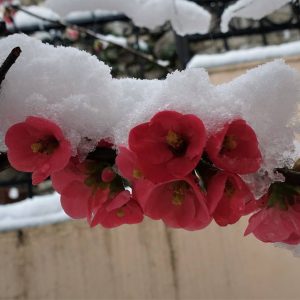 Καιρός - Φθιώτιδα: Πολύ κρύο, ελάχιστο χιόνι