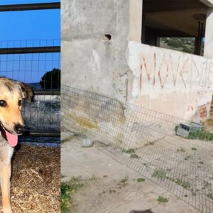 Απάντηση του Δήμου Αμφίκλειας - Ελάτειας για τα αδέσποτα