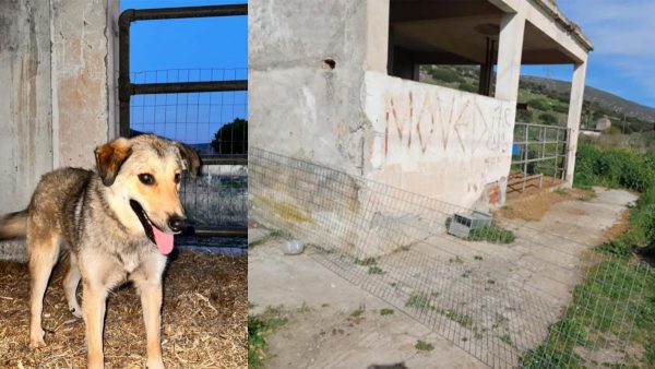 Απάντηση του Δήμου Αμφίκλειας - Ελάτειας για τα αδέσποτα