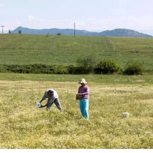 Στο ΦΕΚ η απόφαση για αποζημιώσεις στα παραμορφωμένα φρούτα της Βόρειας Ελλάδας