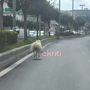 Αρνί έκανε... βόλτες σε λεωφόρο στο Ηράκλειο