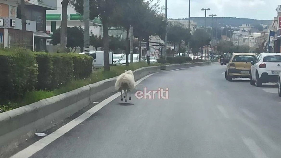 Αρνί έκανε... βόλτες σε λεωφόρο στο Ηράκλειο