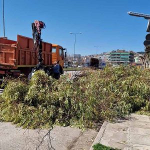 Δήμος Λαμιέων: Κλάδεψαν επικίνδυνα δέντρα εντός και εκτός σχολείων (ΦΩΤΟ)