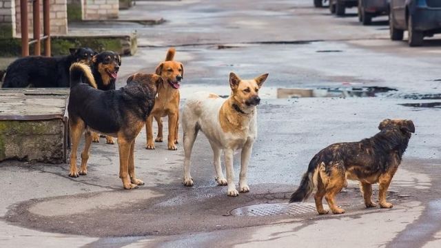 Καταγγελία για δεσποζόμενα ζώα στα Λουτρά Υπάτης