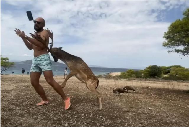 Τουρίστας στην Αίγινα πήγε να βγάλει selfie με ελάφι και κατέληξε με σπασμένα πλευρά - Δείτε βίντεο