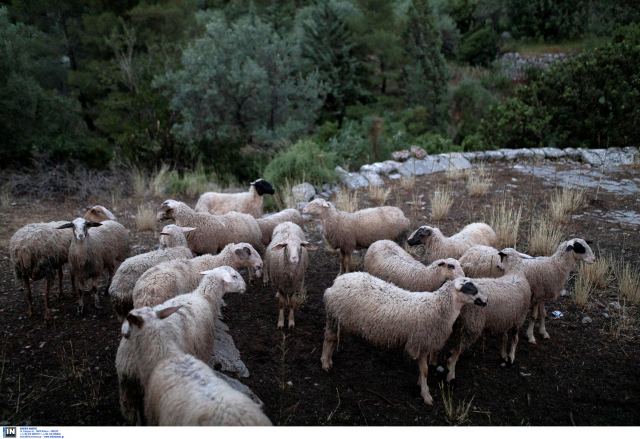 Πανώλη στα αιγοπρόβατα: Αίρεται από 19 Αυγούστου μερικώς η καραντίνα στη μετακίνηση για σφαγή – Ποιες περιοχές αφορά