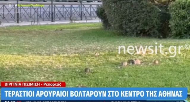 Viral το βίντεο με τους τεράστιους αρουραίους να βολτάρουν στο πάρκο της Εθνικής Πινακοθήκης