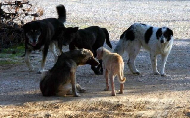 Λαμία: Σκυλιά επιτέθηκαν σε μαθήτρια - Τραυματίστηκε σοβαρά