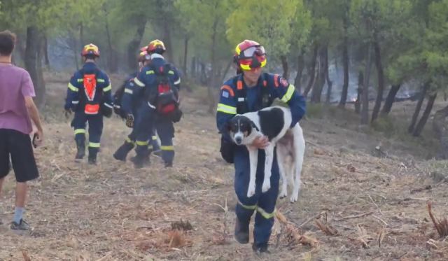 Πυροσβέστης σώζει σκυλάκο στην μεγάλη φωτιά της Εύβοιας - ΒΙΝΤΕΟ