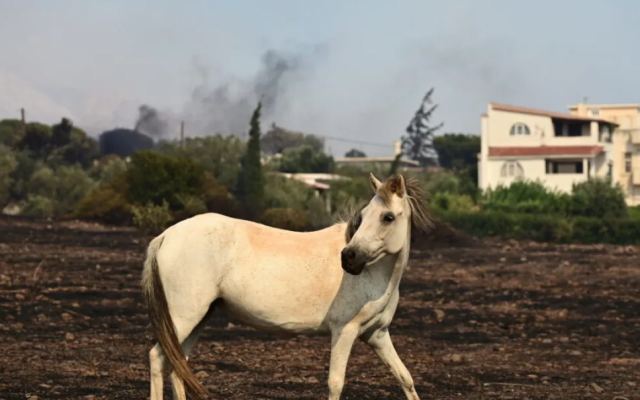 Φωτιά στον Κουβαρά: Επιχείρηση διάσωσης εγκλωβισμένων αλόγων στην Ανάβυσσο - Δείτε φωτογραφίες